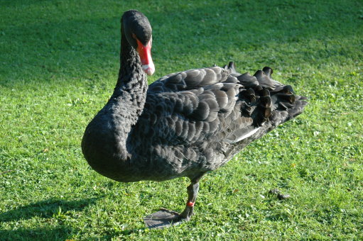 Black swan on one leg